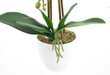 Dirbtinė gėlė Orchidėja WNO70 kaina ir informacija | Dirbtinės gėlės | pigu.lt