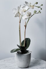 Bambukiniai smeigtukai 70 cm, 6 mm, 100 vnt. kaina ir informacija | Gėlių stovai, vazonų laikikliai | pigu.lt