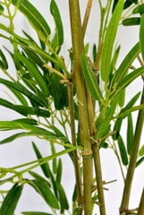 Артифицированный бамабус, БОЛЬШОЙ ~ 180 см, № 19B016 цена и информация | Искусственные цветы | pigu.lt