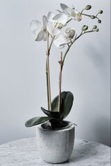 Bambukiniai smeigtukai 40 cm, 5 mm, 500 vnt. kaina ir informacija | Gėlių stovai, vazonų laikikliai | pigu.lt