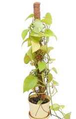 Augalų atrama-kuolas, 60 cm, 10 vnt. kaina ir informacija | Gėlių stovai, vazonų laikikliai | pigu.lt