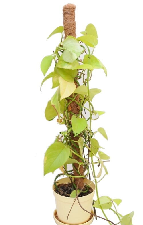 Augalų atrama-kuolas, 60 cm, 10 vnt. цена и информация | Gėlių stovai, vazonų laikikliai | pigu.lt