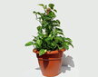 Augalų atrama-kuolas, 80 cm, 10 vnt. цена и информация | Gėlių stovai, vazonų laikikliai | pigu.lt