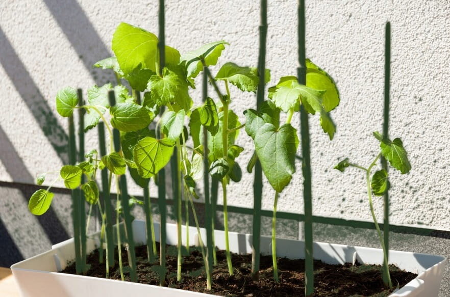 PVC dengtos bambuko lazdos, 60 cm, 8/10 mm, 500 vnt. kaina ir informacija | Gėlių stovai, vazonų laikikliai | pigu.lt