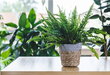 Universalus substratas kambariniams augalams, 5 l kaina ir informacija | Gruntas, žemė, durpės, kompostas | pigu.lt