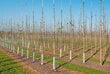 Bambukinės lazdos 180 cm 30/35 mm, 10 vnt. kaina ir informacija | Gėlių stovai, vazonų laikikliai | pigu.lt