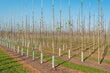 Bambukinės lazdos 180 cm 30/35 mm, 10 vnt. цена и информация | Gėlių stovai, vazonų laikikliai | pigu.lt