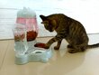 Automatinis vandens ir maisto padavėjas katėms ir šunims Korbi kaina ir informacija | Dubenėliai, dėžės maistui | pigu.lt