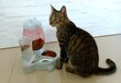 Automatinis vandens ir maisto padavėjas katėms ir šunims Korbi kaina ir informacija | Dubenėliai, dėžės maistui | pigu.lt