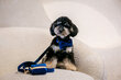 Dėklas skanėstams Trendy Paws, M, mėlynas kaina ir informacija | Dresūros priemonės šunims | pigu.lt