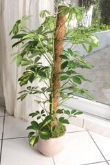 Kokosinė lazda augalams paremti, 1m kaina ir informacija | Gėlių stovai, vazonų laikikliai | pigu.lt