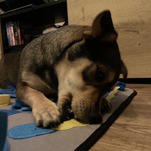Šunų sensorinis kilimėlis StoreXO kaina ir informacija | Žaislai šunims | pigu.lt
