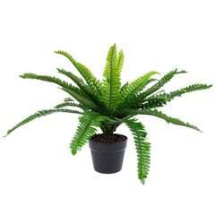 Комплект из 2 зеленых растений Boston Fern, H60см, черный горшок цена и информация | Искусственные цветы | pigu.lt