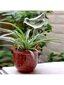 Stiklinė kolba kambariniams augalams, Electronics LV-250 kaina ir informacija | Laistymo įranga, purkštuvai | pigu.lt