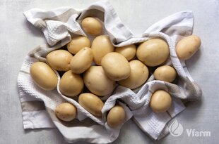 Sėklinės bulvės VFARM Prada A kaina ir informacija | Daržovių, uogų sėklos | pigu.lt