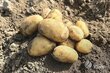 Sėklinės bulvės VFARM Emanuelle A цена и информация | Daržovių, uogų sėklos | pigu.lt