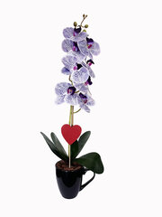 Dirbtinė orchidėja Marija, 50 cm kaina ir informacija | Dirbtinės gėlės | pigu.lt