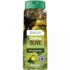 Шампунь Gallus Olive, оливковый, 500 мл цена и информация | Шампуни | pigu.lt