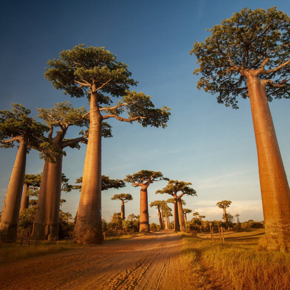 Šampūnas Dott. Solari Olea Baobab, 250 ml цена и информация | Šampūnai | pigu.lt