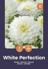 Didžiažiedžiai dekoratyviniai jurginai White Perfection kaina ir informacija | Gėlių svogūnėliai | pigu.lt