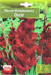 Didžiažiedžiai kardeliai Oscar kaina ir informacija | Gėlių svogūnėliai | pigu.lt