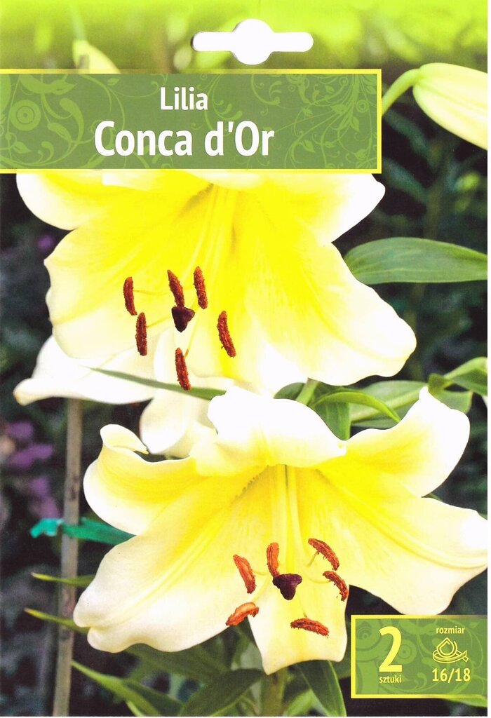 Vamzdelinės lelijos Conca D'or kaina ir informacija | Gėlių svogūnėliai | pigu.lt