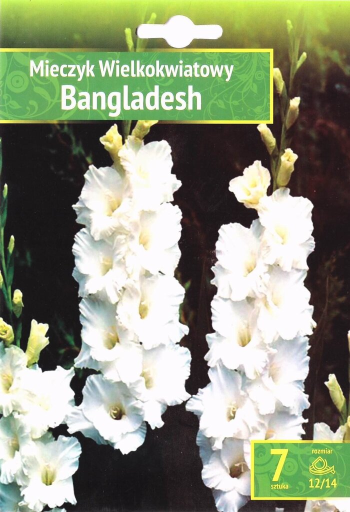 Didžiažiedžiai kardeliai Bangladesh цена и информация | Gėlių svogūnėliai | pigu.lt