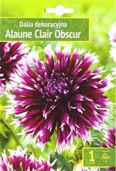 Karpytažiedžiai jurginai Alauna Clair-obscur kaina ir informacija | Gėlių svogūnėliai | pigu.lt