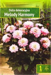 Žemaūgiai dekoratyviniai jurginai Melody Harmony цена и информация | Луковицы цветов | pigu.lt