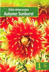 Dekoratyviniai jurginai Autumn Sunburst kaina ir informacija | Gėlių svogūnėliai | pigu.lt