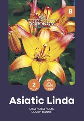 Azijinės lelijos Linda цена и информация | Луковицы цветов | pigu.lt