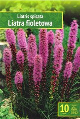 Liatris Violet цена и информация | Луковицы цветов | pigu.lt