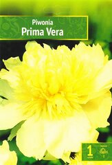 Puikieji bijūnai Prima Vera цена и информация | Луковицы цветов | pigu.lt