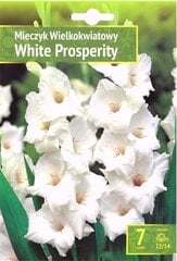 Didžiažiedžiai kardeliai White Prosperity цена и информация | Луковицы цветов | pigu.lt