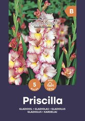 Крупноцветковый гладиолус Priscilla цена и информация | Луковицы цветов | pigu.lt