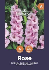 Didžiažiedžiai kardeliai Rose цена и информация | Луковицы цветов | pigu.lt