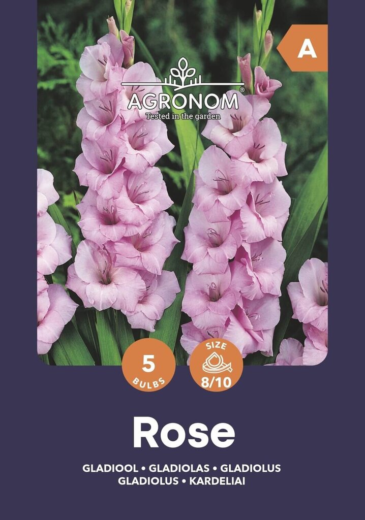 Didžiažiedžiai kardeliai Rose kaina ir informacija | Gėlių svogūnėliai | pigu.lt