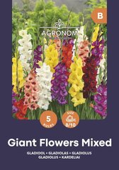 Didžiažiedžiai kardeliai Giant Flowers Mix kaina ir informacija | Gėlių svogūnėliai | pigu.lt