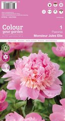 Puikieji bijūnai Monsieur Jules Elie цена и информация | Луковицы цветов | pigu.lt