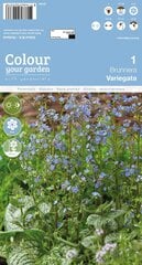Stambialapės bruneros Variegata kaina ir informacija | Gėlių svogūnėliai | pigu.lt