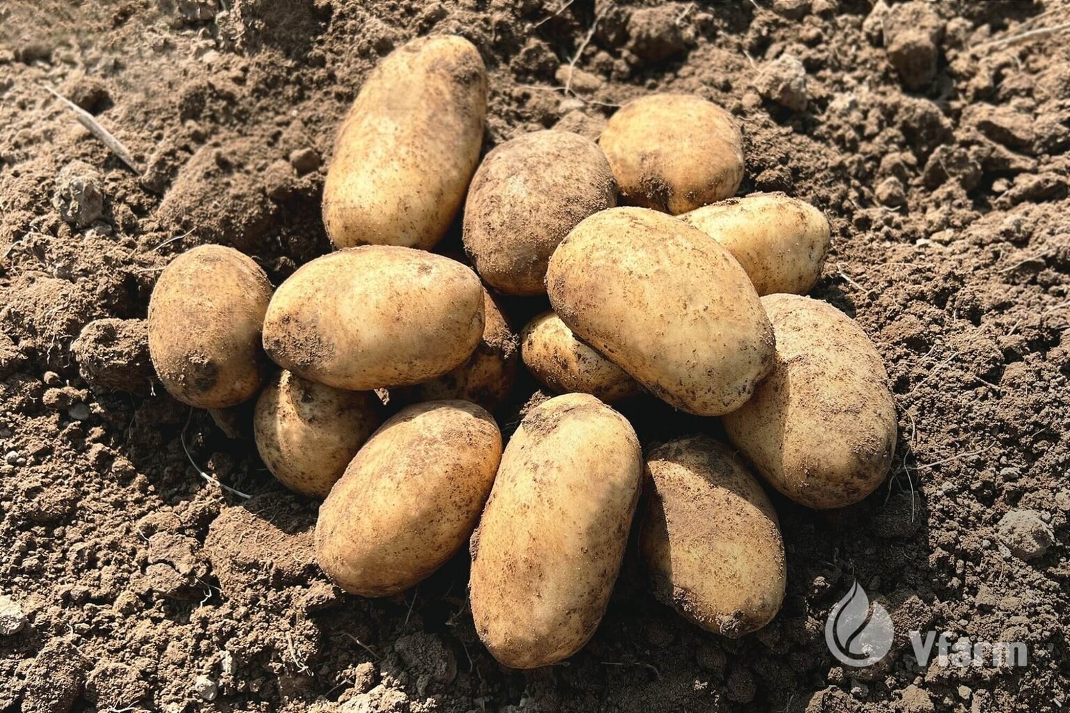 Sėklinės Bulvės Prada A Vfarm 2 kg kaina ir informacija | Daržovių, uogų sėklos | pigu.lt