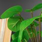 Dirbtinis augalas vazone Pilea kaina ir informacija | Dirbtinės gėlės | pigu.lt