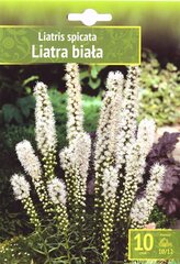 Liatriai White цена и информация | Луковицы цветов | pigu.lt