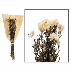 Džiovintų gėlių puokštė Helichrysum kaina ir informacija | Dirbtinės gėlės | pigu.lt
