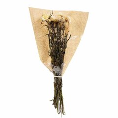Džiovintų gėlių puokštė Helichrysum kaina ir informacija | Dirbtinės gėlės | pigu.lt