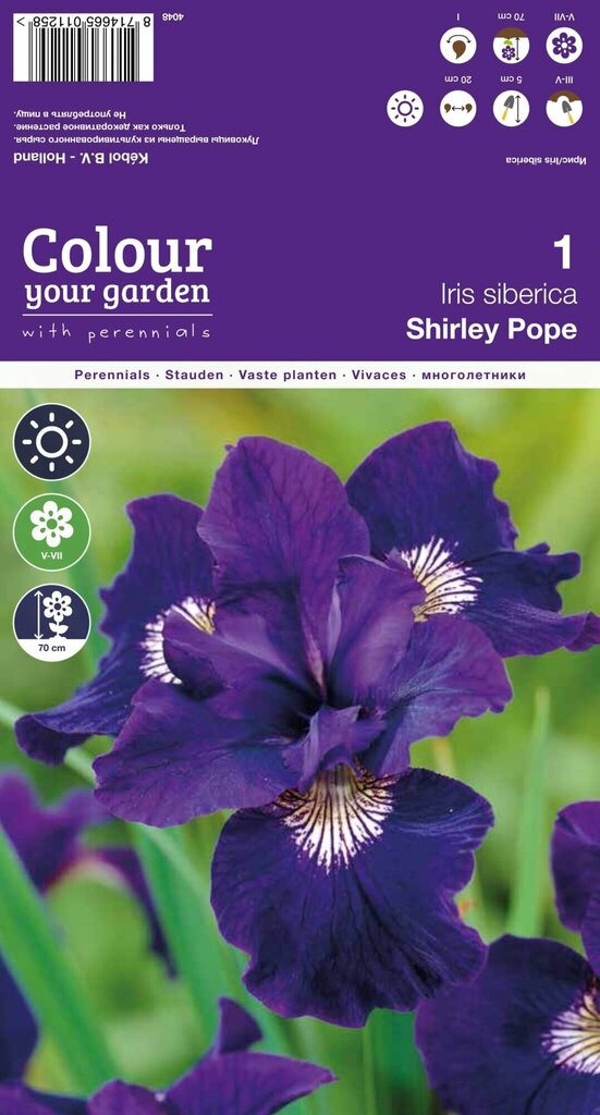 Sibiriniai vikdalgiai Shirley Pope kaina ir informacija | Gėlių svogūnėliai | pigu.lt