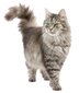 Silikoninis kačių kraikas Zwierzopasja, 3.8 L kaina ir informacija | Kraikas katėms | pigu.lt