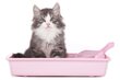 Silikoninis kraikas katėms Animal Litter, 10x3,8 L цена и информация | Kraikas katėms | pigu.lt