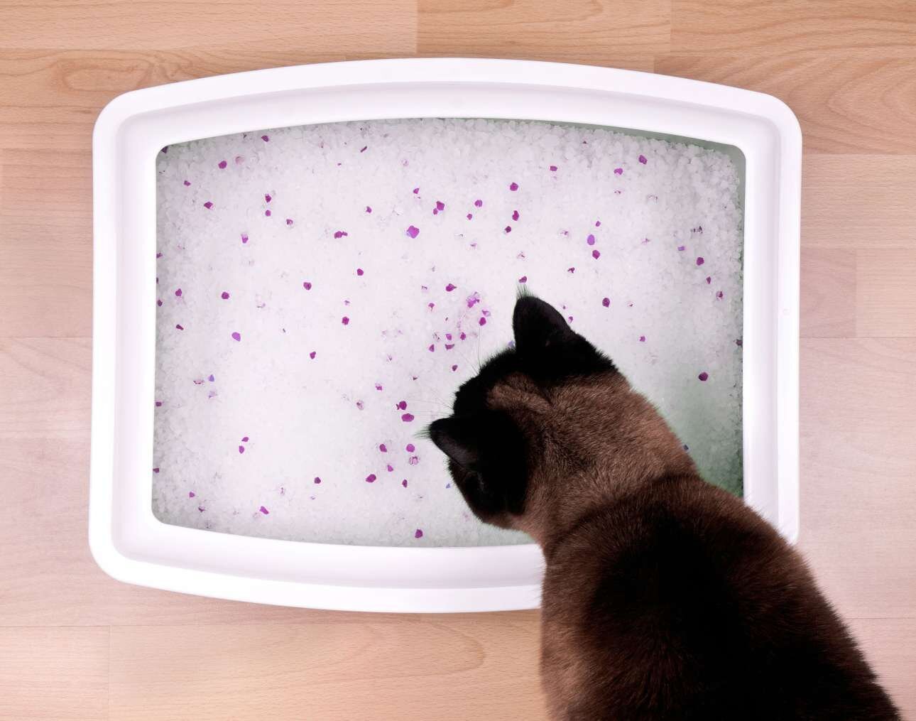 Silikoninis kraikas katėms Zwierzopasja Animal Litter, 5x3,8 L kaina ir informacija | Kraikas katėms | pigu.lt