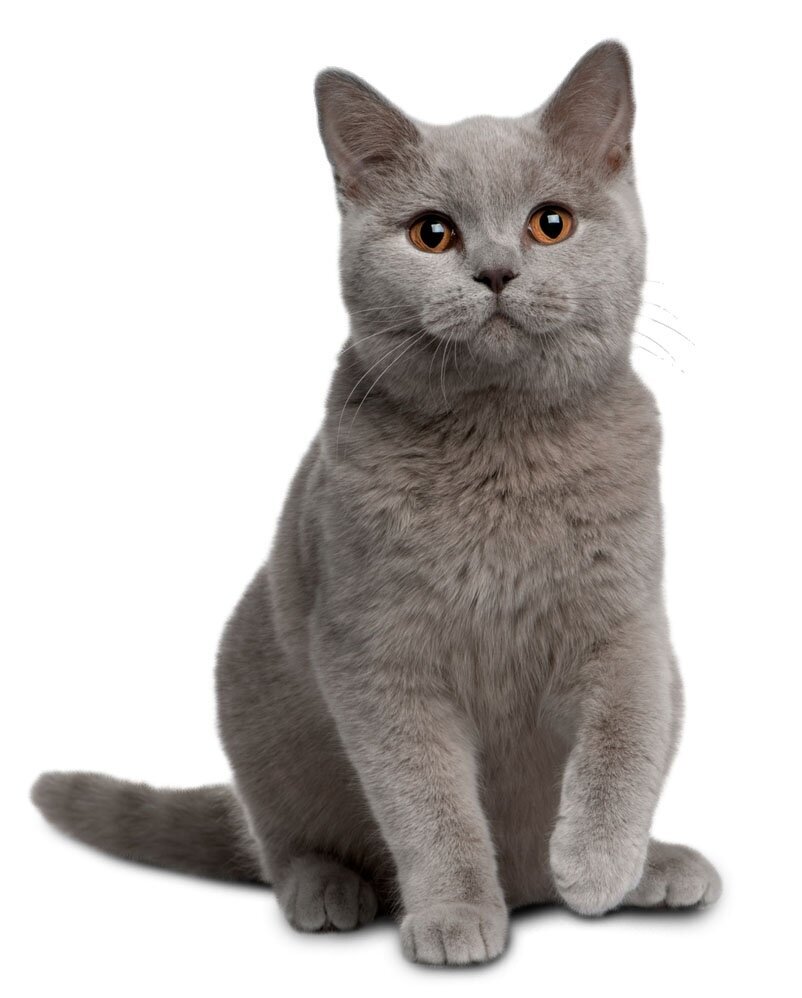 Silikoninis kraikas katėms Zwierzopasja Animal Litter, 5x3,8 L kaina ir informacija | Kraikas katėms | pigu.lt